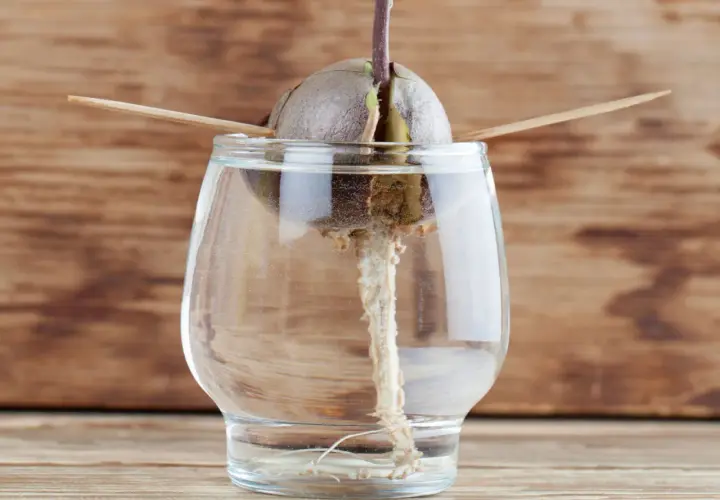 Un noyau d'avocat germe dans un verre d'eau, prêt à faire pousser un avocat. Des cure-dents le maintiennent en place.