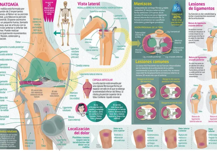Los músculos de la rodilla: funciones esenciales y su anatomía detallada