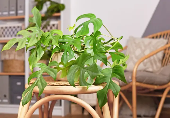 Zielona monstera o charakterystycznych liściach, jedna z wielu pięknych odmian, zdobi wnętrze.