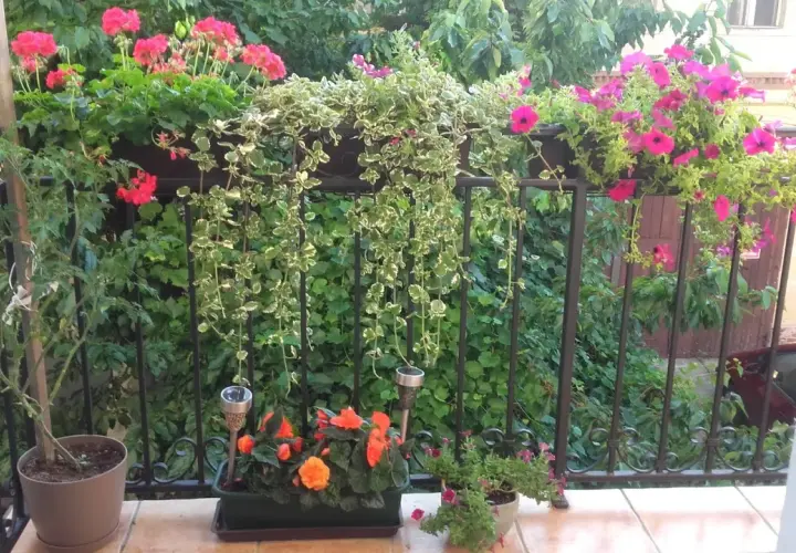Balkon pełen kwiatów: różowe petunie, czerwone pelargonie i pomarańczowe begonie. Komarzyca z czym łączyć? Z zielenią i innymi roślinami, tworząc barwną kompozycję.