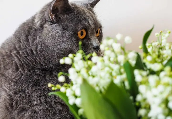 Chat gris aux yeux orange, curieux devant un bouquet de muguet, dont la toxicité est à surveiller pour les animaux.