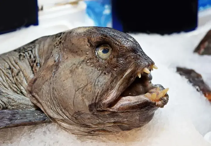 Ryba zębacz, mimo groźnego wyglądu, jest zdrowa i pożywna. Jej mięso jest bogate w białko i kwasy omega-3.