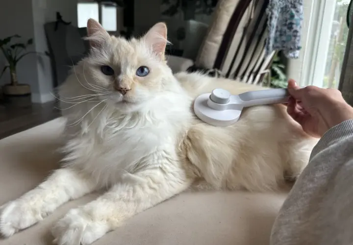 A fluffy grey cat with striking blue eyes is being brushed.