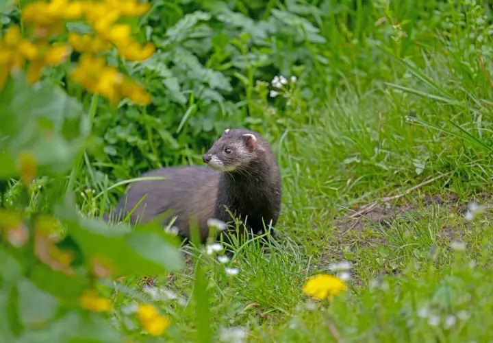 Ein neugieriger iltis im garten, umgeben von grünem Gras und gelben Blumen, schaut aufmerksam in die Ferne.