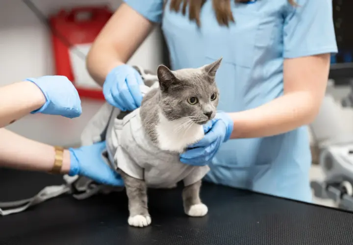 Co robi weterynarz? Od diagnozy po ratowanie życia zwierząt