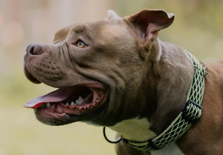 Brązowy pies rasy pitbull dyszy, pokazując język i zęby. Zastanawiasz się, dlaczego pies dyszy?