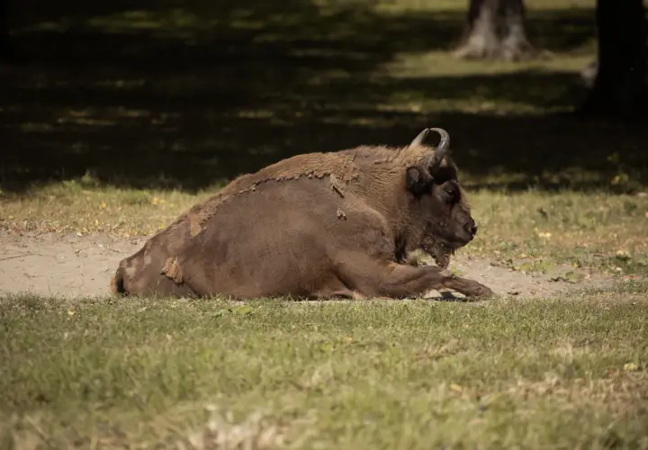 Białowieża żubry odpoczywają na trawie. Potężne zwierzęta w naturalnym środowisku.