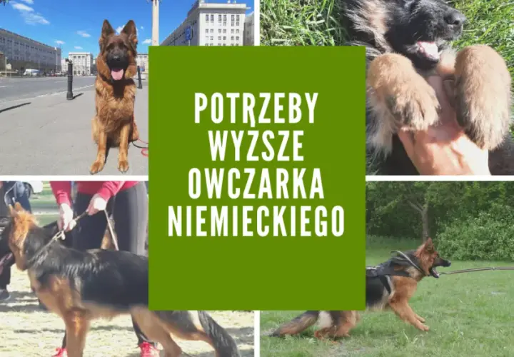 Twój owczarek niemiecki: Zrozum jego potrzeby i uszczęśliw go!