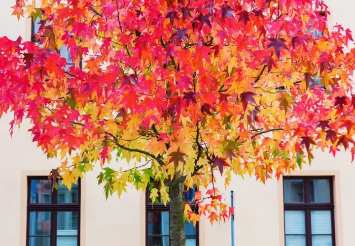 Un arbre aux feuilles flamboyantes rouge, orange et jaune, idéal pour savoir quel arbre planter dans son jardin.