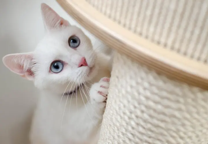 A white cat with striking blue eyes peeks from behind a scratching post, a sign your new cat is adjusting and feeling playful.