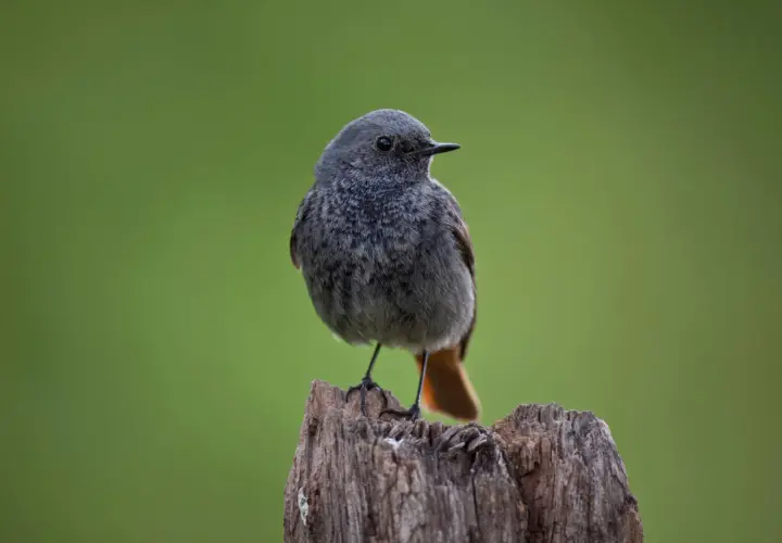 Ein junger Hausrotschwanz sitzt auf einem Baumstumpf. Sein Gefieder ist grau, der Schwanz leuchtend orange.