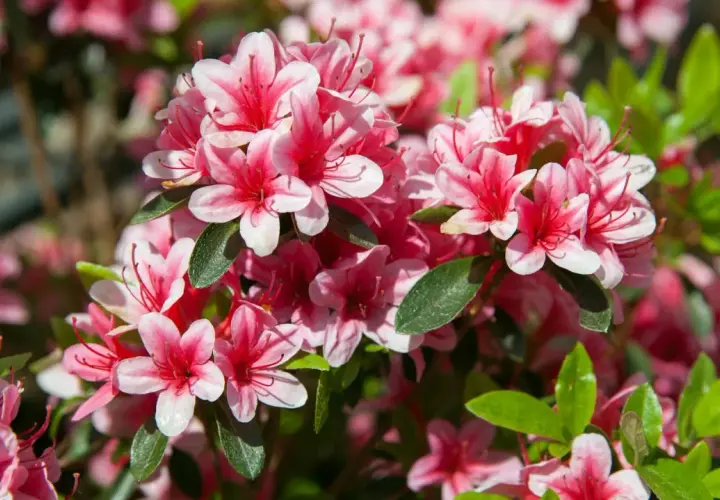 Kwitnący rododendron, piękny okaz do uprawy w ogrodzie. Różowo-białe kwiaty zachwycają intensywnością barw.