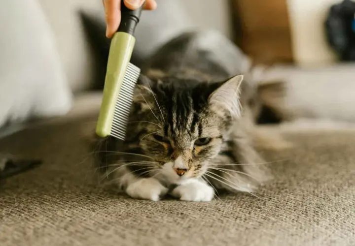 Un gato atigrado se acicala mientras le cepillan el pelo, una escena común cuando mudan el pelo los gatos.