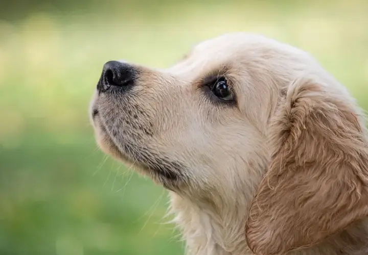 Ile waży szczeniak golden retriever? Waga, rozwój i porady dla zdrowia psa