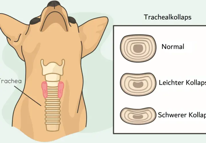 Illustration zeigt einen Hundehals mit der Luftröhre und Vergleiche von normaler, leichter und schwerer Trachealkollaps bei Hunden.