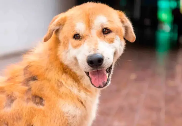 Perro con parches de alopecia, posiblemente por mastocitoma. La esperanza de vida varía según el tratamiento.