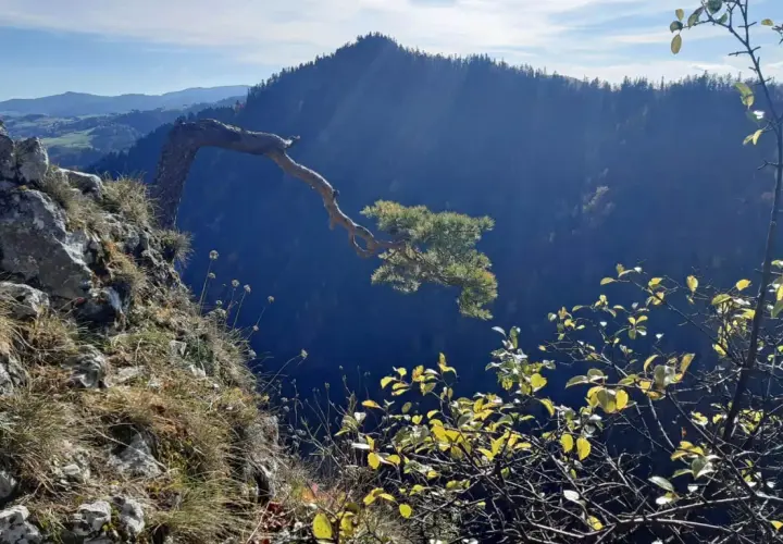 Skała i samotna sosna na zboczu, widok na góry Pieniny.