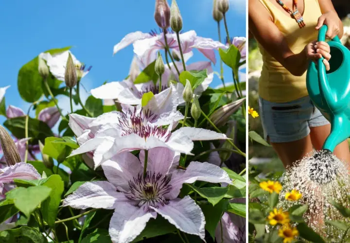 Vackra klematis sorter blommar i solen medan en person vattnar gula blommor i trädgården.