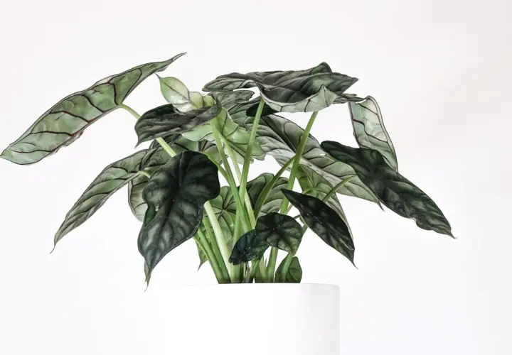 Alocasia Azlanii z ciemnozielonymi, błyszczącymi liśćmi o wyraźnym unerwieniu, w białej donicy.