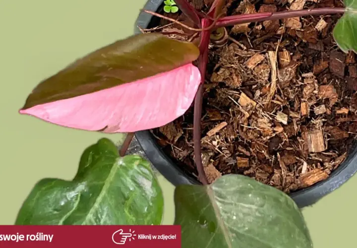 Philodendron Pink Princess z różowymi akcentami na liściach, rosnący w korze.