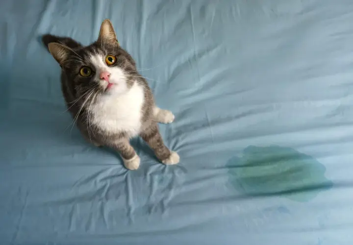 Gato gris y blanco mira con ojos amarillos, ¿por qué mi gato se mea en mi cama? Mancha verde en la sábana azul.