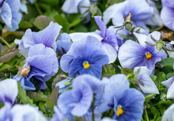 Blaue Stiefmütterchen trotzen dem Winter und bringen Farbe in die kalte Jahreszeit.