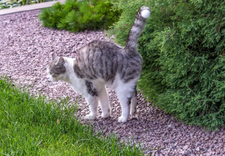 Graue Katze mit weißen Flecken steht im Garten, der Schwanz ist erhoben, als ob die katze markiert.