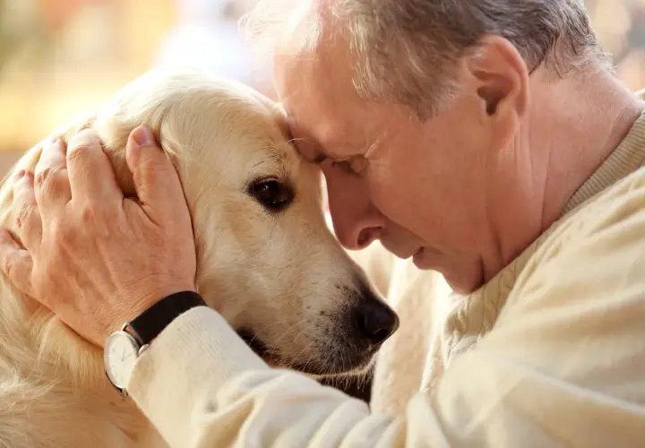 An elderly man gently strokes his golden retriever's head. They share a tender moment, a reminder of how long do dogs live and the precious time we have with them.