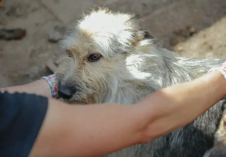 Psy z Ukrainy do adopcji: Twój dom może być ich schronieniem?