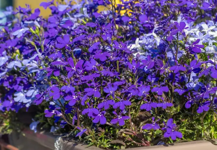 Kaskada fioletowych i niebieskich lobelii w donicy. Wiosną przygotowujemy je do kwitnienia, a jesienią zastanawiamy się nad ich lobelia zimowanie.