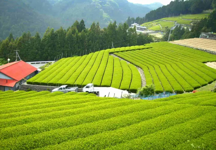 Grüne Teeplantagen in Japan, woher kommt matcha. Sanfte Hügel, perfekt geschnittene Teefelder und ein rotes Haus.
