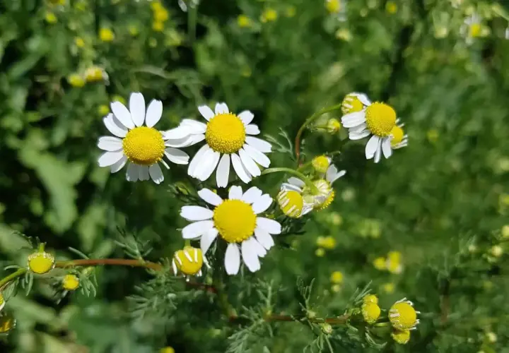 Wilde Kamille blüht mit ihren charakteristischen weißen Blütenblättern und gelben Zentren auf einem grünen Hintergrund.