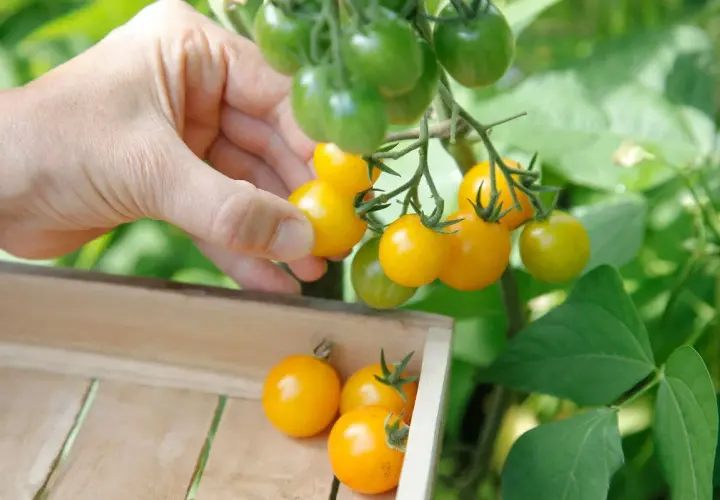 Main d'une personne récoltant des tomates cerises jaunes mûres sur un pied de tomate cerise, avec d'autres tomates dans une caisse en bois.