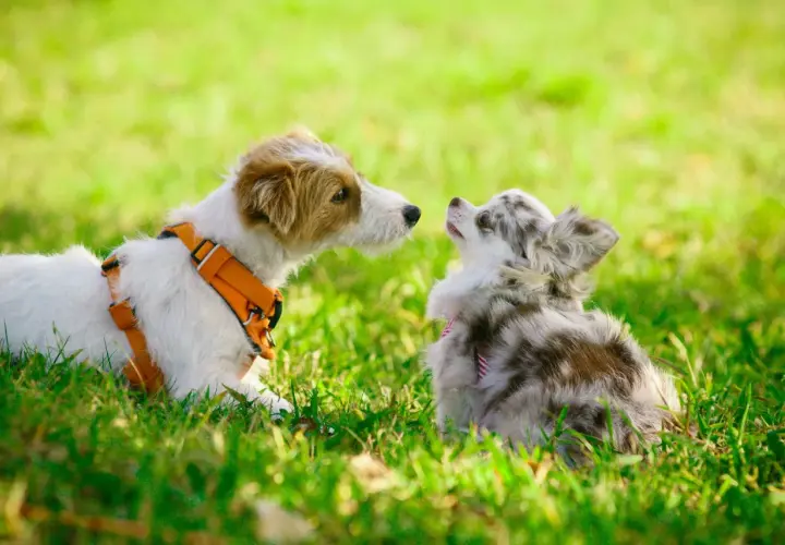 Dos perros, uno grande con arnés naranja y otro pequeño merle, se miran en la hierba. Un ejemplo de como socializar a un perro.