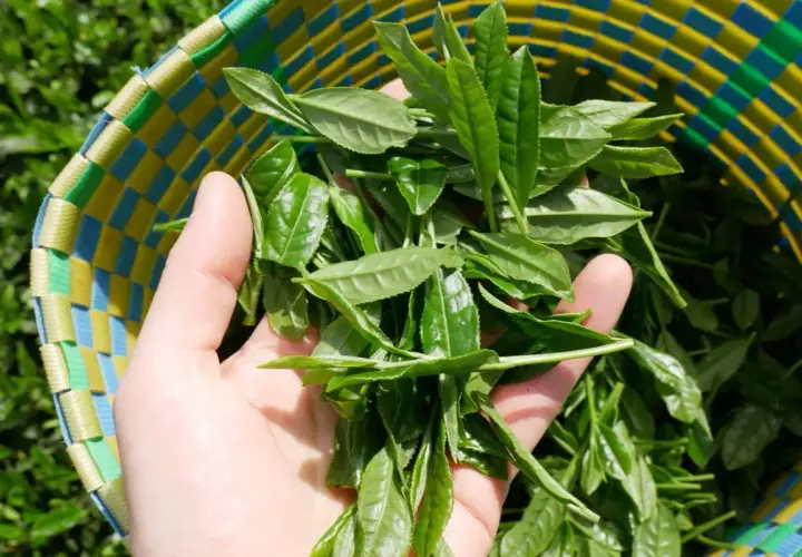 Frische Teeblätter in einer bunten Korbtasche. Sie sind die Grundlage dafür, aus was besteht Matcha: fein gemahlenes Pulver aus diesen Blättern.