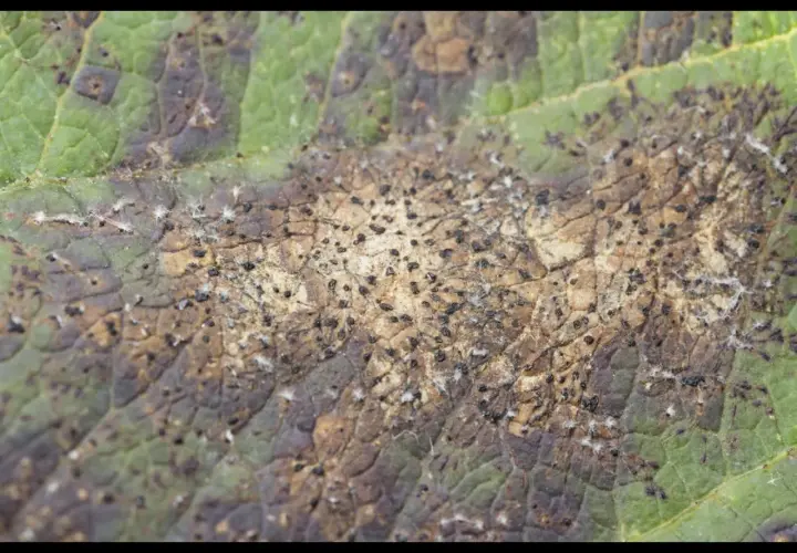 Feuille de pommier atteinte d'une maladie, montrant des taches brunes et de petits points noirs, signes d'un insecte nuisible.