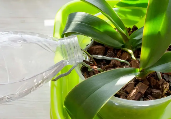 Arrosage d'une orchidée en fleurs. De l'eau est versée d'une bouteille sur les racines aériennes et le substrat d'écorces.