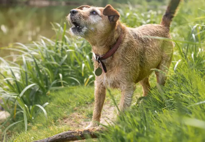 Perro terrier marrón ladrando en la hierba alta junto a un arroyo. Parece que mi perro ladra cuando se queda solo, ¡incluso en la naturaleza!