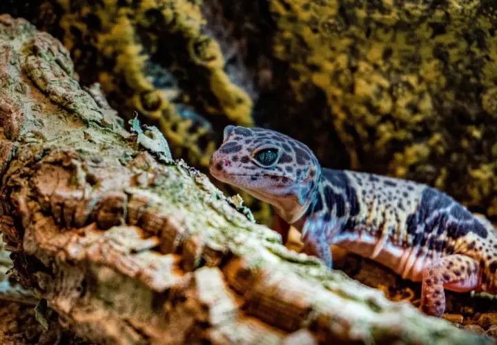 Un gecko animal de lunares, con ojos azules brillantes, se asoma desde una rama rugosa.