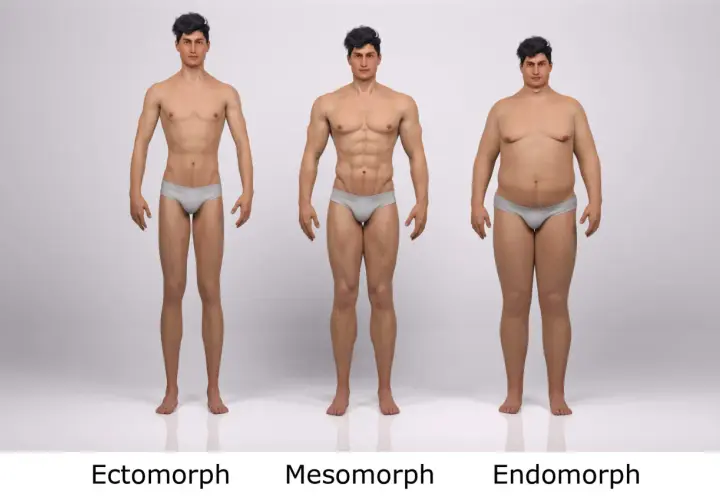 Trzy figury męskie: ektomorf (szczupły), mezomorf (umięśniony) i endomorf (pulchny).