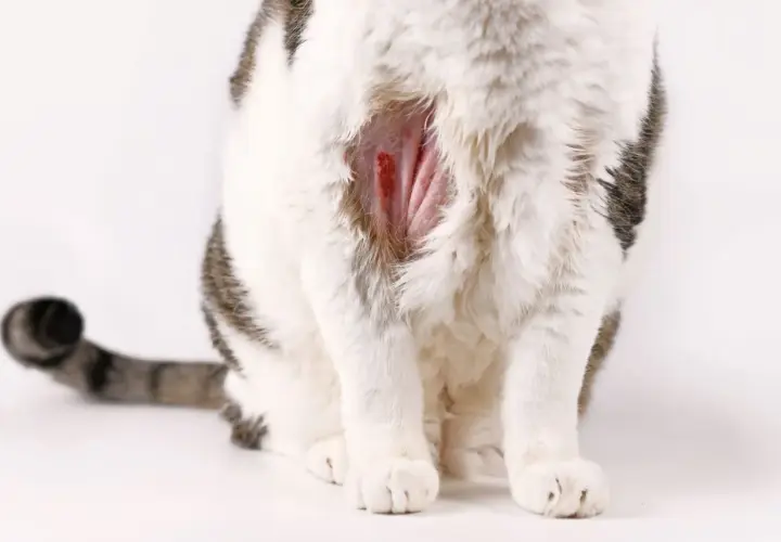 Katze kratzt sich blutig, vielleicht helfen Hausmittel. Die Haut ist gerötet und wund.