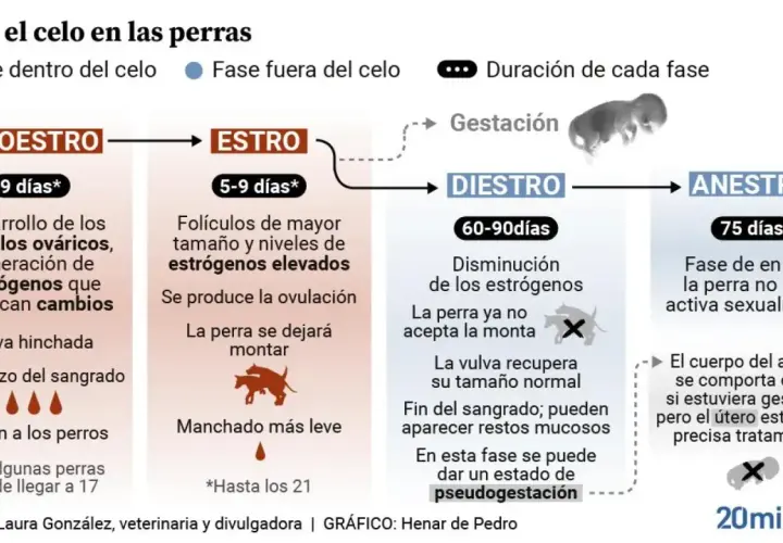 El celo de una perra se divide en fases: proestro, estro, diestro y anestro. El estro, donde la perra acepta la monta, dura de 5 a 9 días.