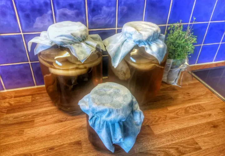 Tre burkar med kombucha på en träbänk, redo för ett nytt kombucha recept. En örtkruka står bredvid.