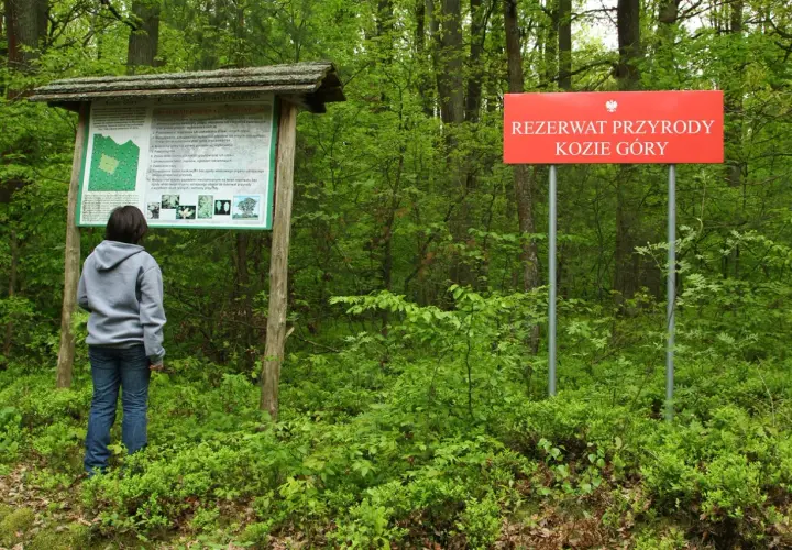 Rezerwat przyrody Kozie Góry: unikalna fauna, flora i atrakcje