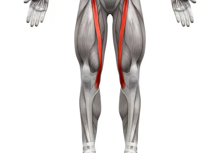 Anatomia uda z uwydatnionym mięśniem krawieckim, biegnącym po wewnętrznej stronie uda i zginającym nogę w kolanie.
