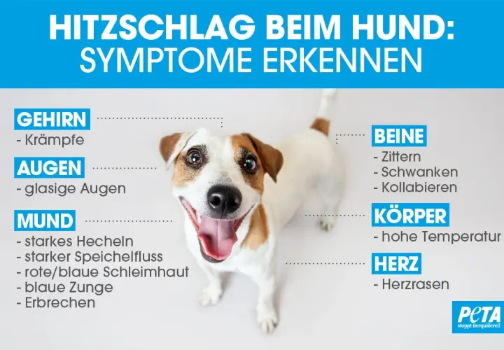 Ein Hund zu warm? Symptome erkennen: Krämpfe, glasige Augen, starkes Hecheln, Zittern, hohe Temperatur, Herzrasen. PETA warnt vor Hitzschlag.