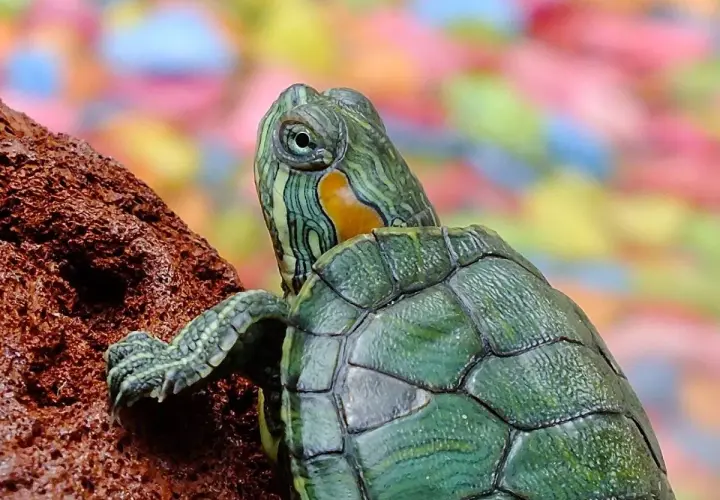 Una tortuga de agua, con su caparazón verde y rayas verdes y amarillas en la cabeza, se aferra a una roca.