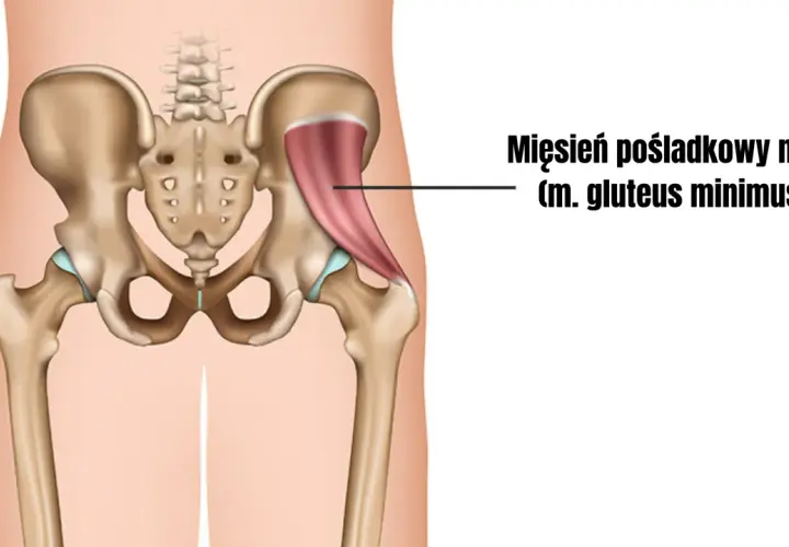 Anatomia miednicy z zaznaczonym mięśniem pośladkowym małym (m. gluteus minimus), kluczowym dla stabilizacji biodra.
