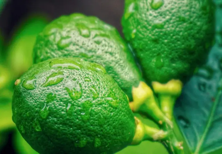 Frische, grüne Limetten mit Wassertropfen auf der Schale. Perfekt für die Zubereitung von Limoncello oder zum Limetten haltbar machen.