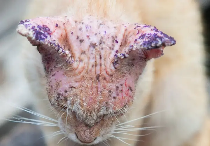 Gato con piel irritada y escamas moradas en las orejas, indicativo de hongos en gatos.